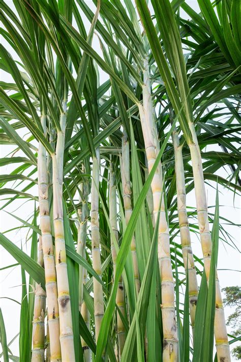 Sugarcane Pruning Guide Does Sugarcane Need To Be Pruned