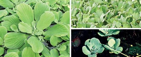 We did not find results for: Water Lettuce | Weed Id Guide | The Pond Guy