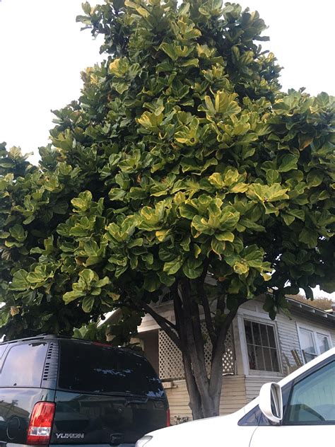 Three 3 Live And Healthy Ficus Lyrata Fiddle Leaf Fig Starter Plants