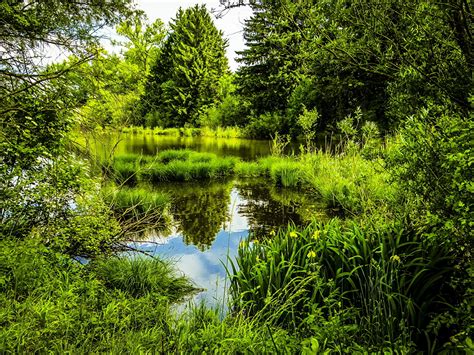 Free high resolution cg textures available for private and commercial usage. Photo Munich Bavaria Germany HDR Nature park Pond Grass