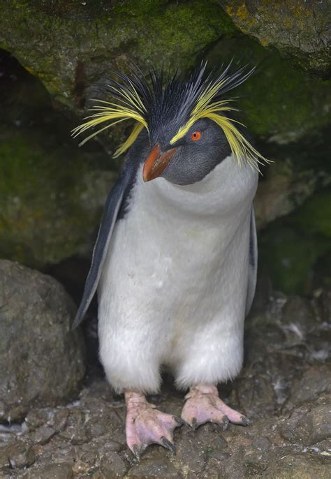 Moseleys Rockhopper Penguin New Zealand Birds Online