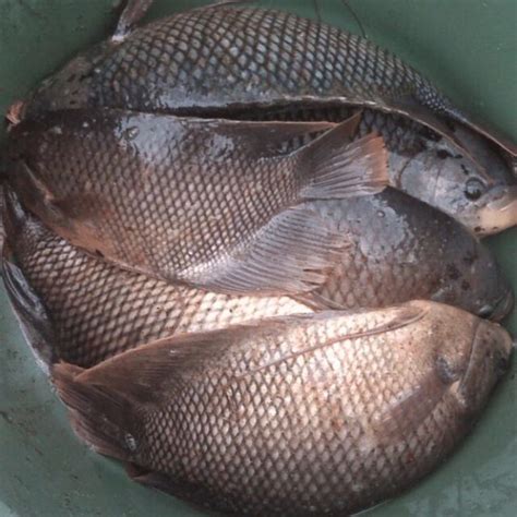 Ikan dengan nama latin neolamprologus leleupi ini sangat dikenal oleh banyak orang, karena hanpir setiap toko ikan hias, pasti menjual ikan jenis ini. 5 Jenis Ikan Gurame untuk Budidaya - Agrozine