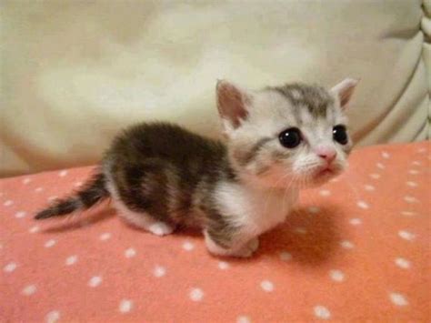 Smallest Kitten Cutest Kitten Ever Cute Animals Cutest Kittens Ever