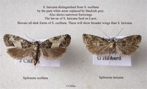 https://www.norfolkmoths.co.uk/micros.php?bf=12050