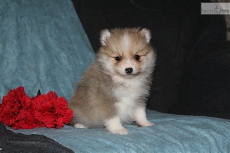 — buy one puppy for $499 and $799 for two puppies. Emmi: Pomsky puppy for sale near Lancaster, Pennsylvania ...