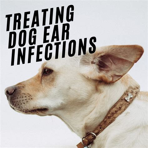 Dog Ear Infections Signs And Causes Remedies And How To Clean Dog
