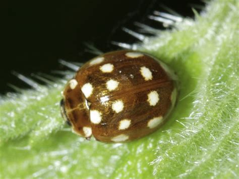 Cream Spot Ladybird Naturespot