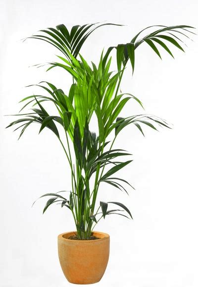 The Best Indoor House Plants And How To Buy Them