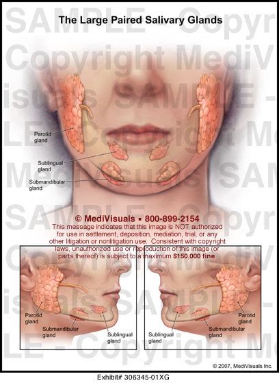 Medivisuals The Large Paired Salivary Glands Medical Illustration
