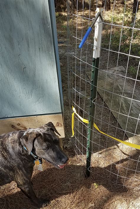 Pros And Cons Of Installing Wire Pet Fencing For Dogs Trixie Tells All