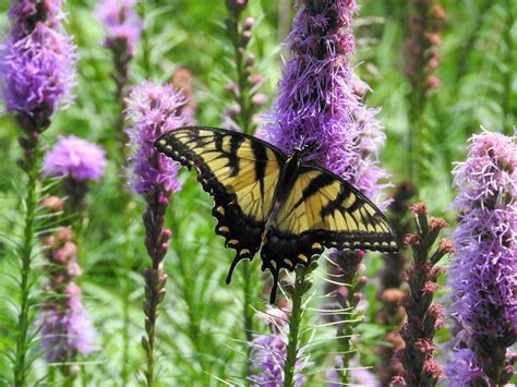 Add Native Liatris Blazing Star To Butterfly Gardens Birds And Blooms