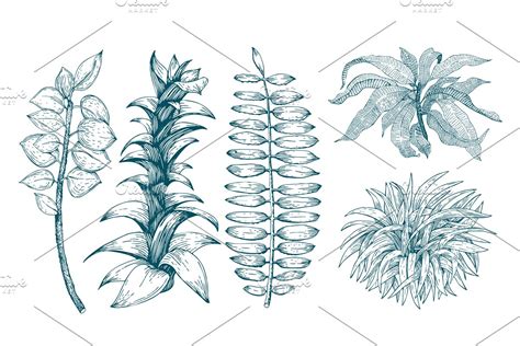 Botany Vector Collection Custom Designed Illustrations Creative Market