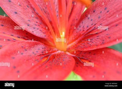 Red Lily Flower Stock Photo Alamy