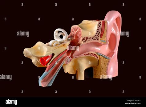 Middle Ear Hi Res Stock Photography And Images Alamy