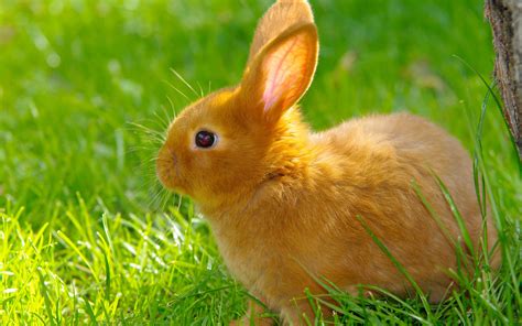 Download Cute Baby Rabbits Wallpapers Gallery