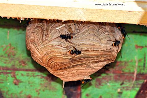 The hornet's nest is a 2014 american documentary film about the afghanistan war, directed by david salzberg and christian tureaud. French wildlife and beekeeping: Asian Hornets in a Bee hive
