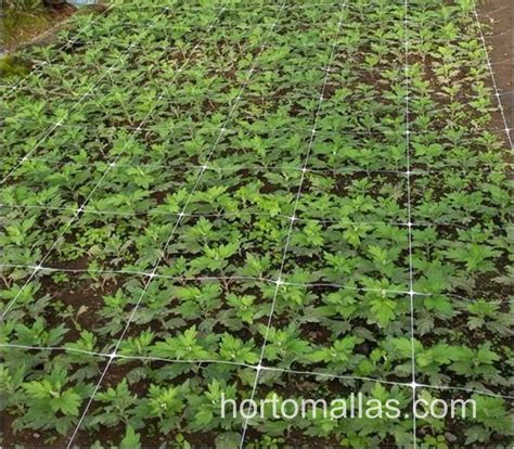 Hortomallas Scrog And Sog Netting Hortomallas™ Supporting Your Crops®