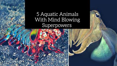 5 Aquatic Animals With Mind Blowing Superpowers Crazzy Week Youtube