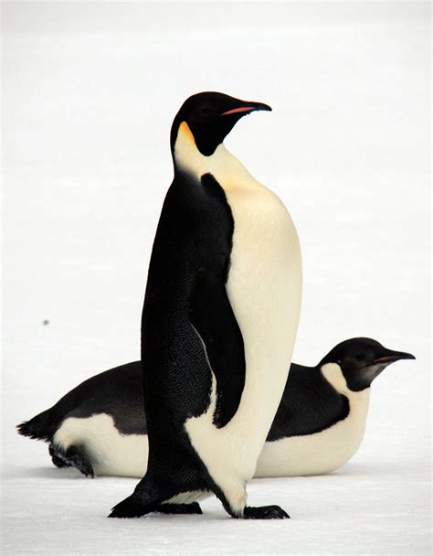 The Emperor Penguin Animals Lover