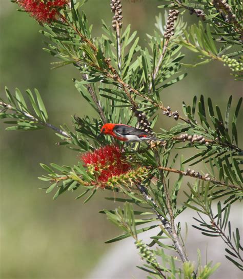 Scarlet Honeyeater Birds In Backyards