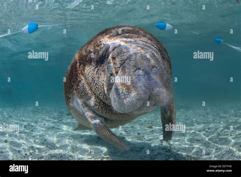 Wild Endangered Animals West Indian Manatees At Protected Habitat In