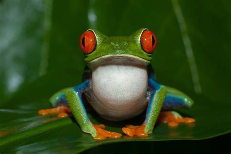 Red Eyed Tree Frog Sean Crane Photography