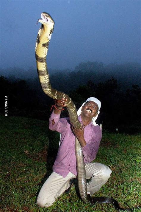 King Cobra From India Human For Scale Your Turn