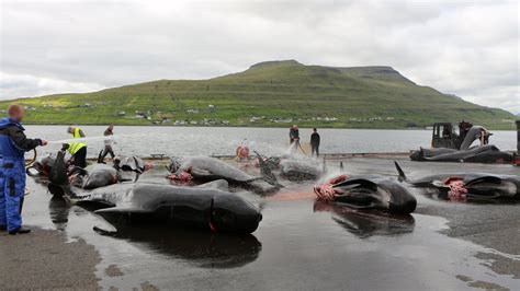Whaling In The Faroe Islands The Grind Explained Plant Based News