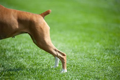 Broken Dog Tail The Reasons And Treatment