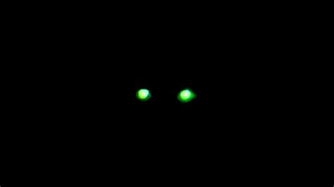 Gritty himself urged the public to beware impostors. JUNGLE CATS EYES AT NIGHT-not animated green screen black ...