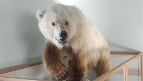 Pizzly Bear Hybrids Could Become More Common Due To Climate Change