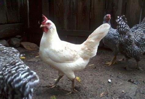 Check spelling or type a new query. 4 Basic Types of Poultry Breeds for Backyard Chickens ...