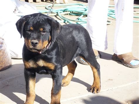 Rottweiler puppies for sale illinois | Dogs, breeds and ...