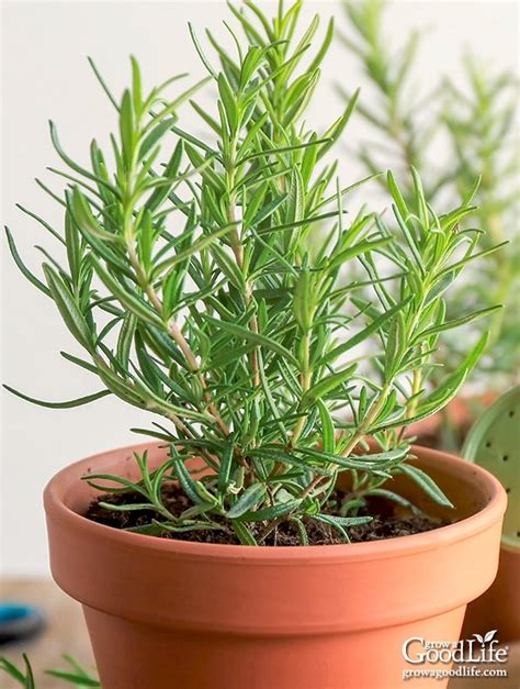 How To Take Care Of A Rosemary Plant Warexamination15