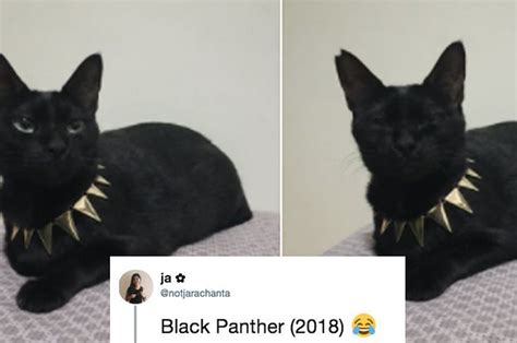 Literally Just Some Hilarious Black Panther Tweets