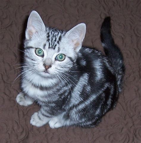 40 Pictures Of Cute Silver Tabby Kittens Tail And Fur