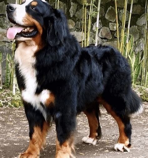 How Your Bernese Mountain Dog Communicate With You Pb On Life