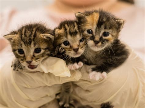 Houston SPCA's animal ambulance saves 3 tiny kittens in dramatic rescue