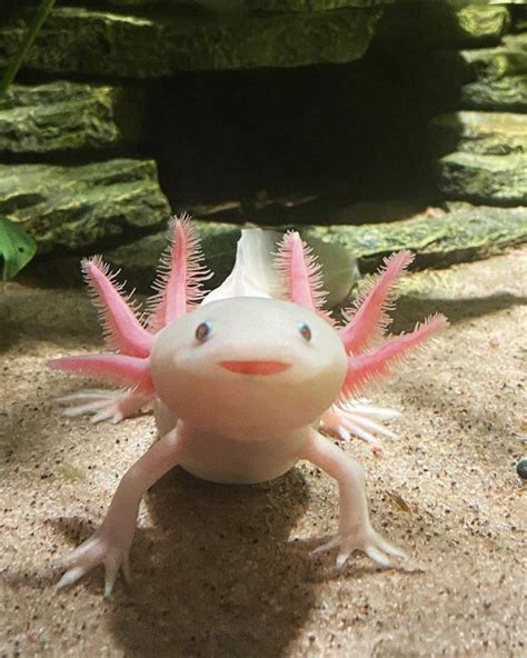 Are Axolotls Expensive Mudfooted