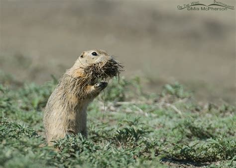 Richardsons Ground Squirrel In Northern Montana On The Wing Photography