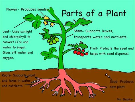 ⌘⌘ Parts of The Plants ⌘⌘: A Diagram of Plant Parts and Their Functions