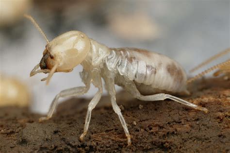 Darwins Giant Termite