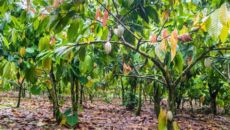Mondelez Olam Partner On Worlds Largest Sustainable Commercial Cocoa