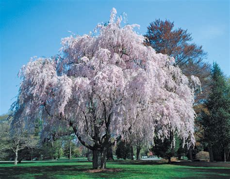 Full View Of Weeping Willow Tree Pink Prepared Food