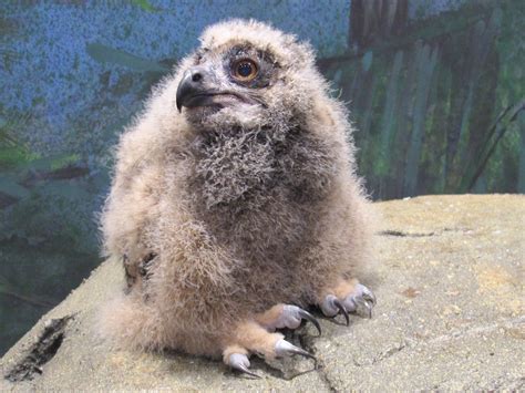 National Aviary Welcomes Baby Eurasian Eagle Owl 905 Wesa