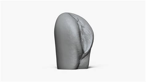 Vagina Anatomy 3d Turbosquid 1673058