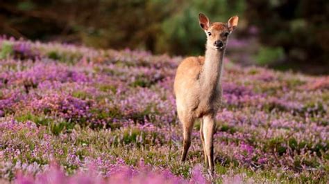 Sika Deer Cervus Nippon Woodland Trust