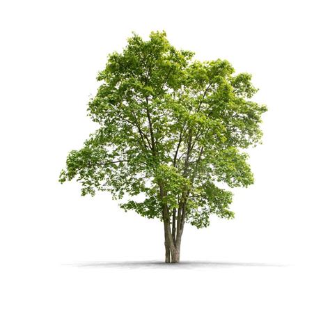 High Definition Tree Isolated On A White Background Stock Image Image