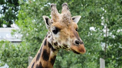 Free Picture Head Horn Giraffe Animal Wildlife Wild Nature Grass