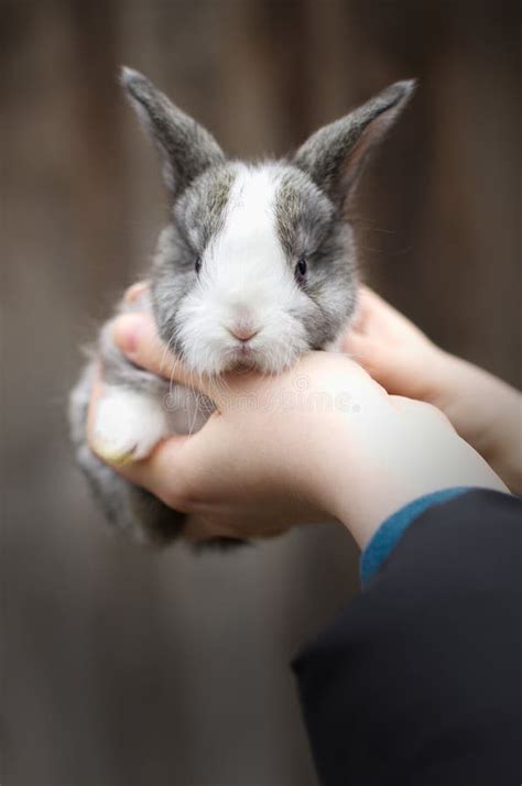 Little Bunny In Hands Stock Image Image Of Tame Bunny 24256965